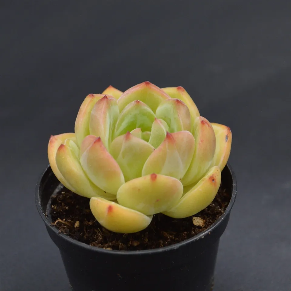 pasiora-echeveria-bird-king-rarit-t-einzelst-ck image 1