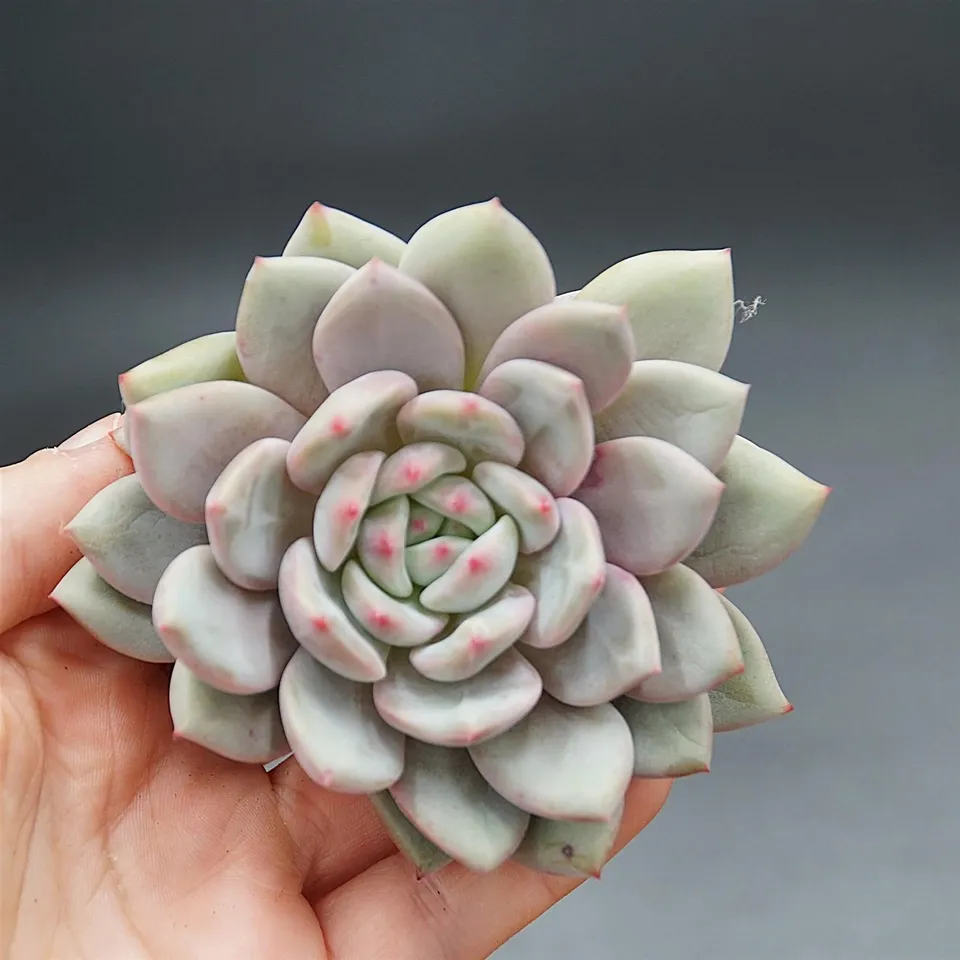 pasiora-echeveria-ariel-steckling-rarit-t-einzelst-ck image 1
