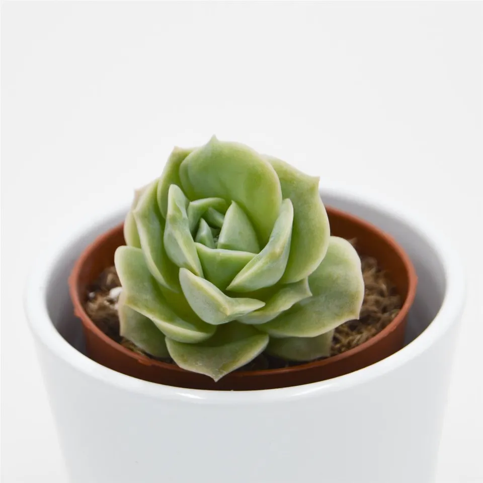 pasiora-x-graptoveria-lovely-rose-sukkulente-8-5cm image 1