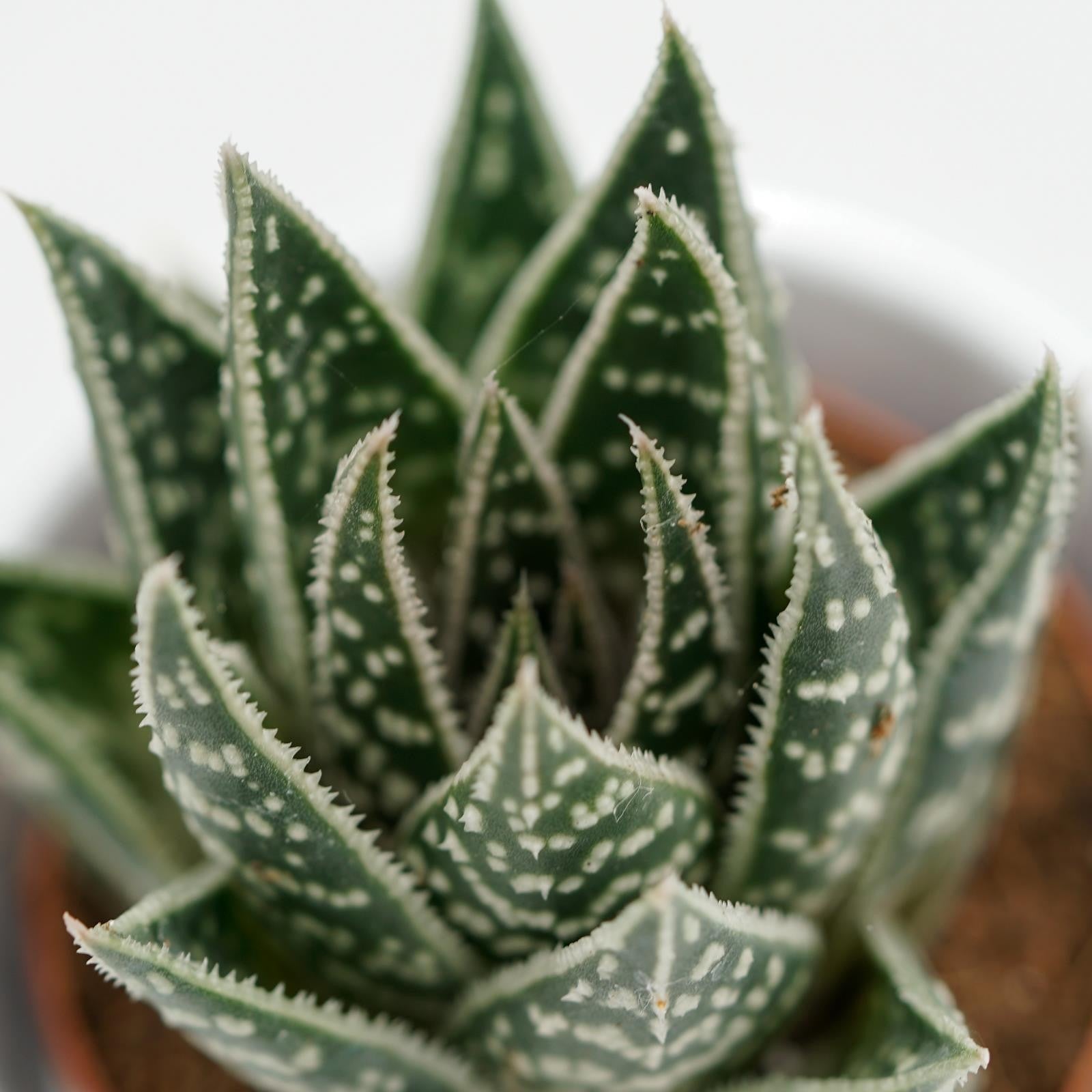 pasiora-x-gasteraloe-interstellar-sukkulente-5-5cm image 3