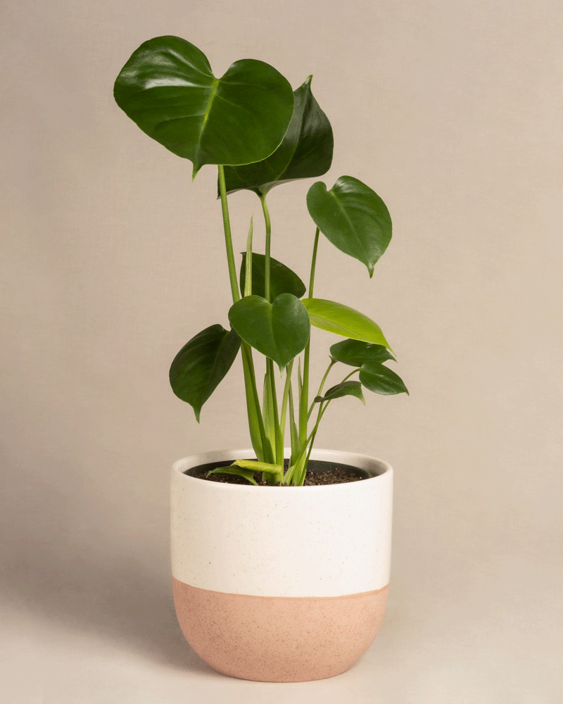 feey-monstera-fensterblatt-zimmerpflanze image 5