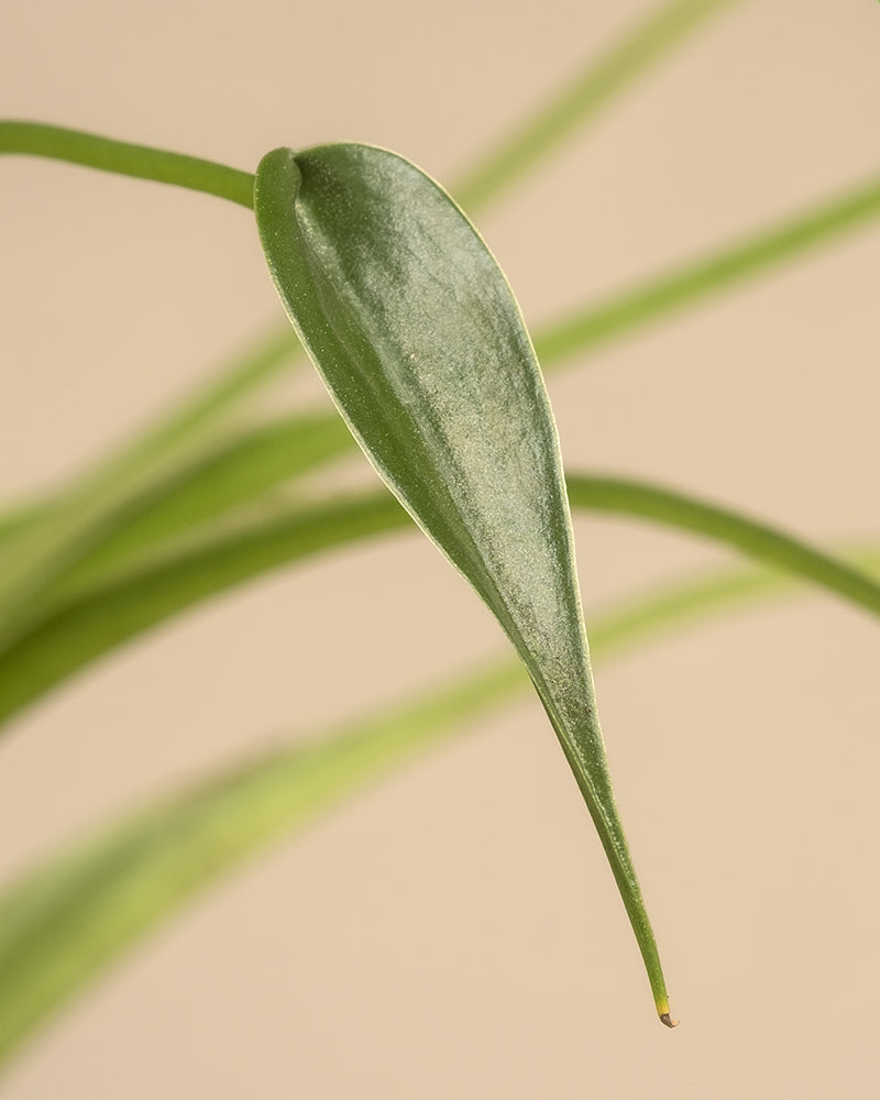 feey-alocasia-tiny-dancer-pfeilblatt-zimmerpflanze image 2