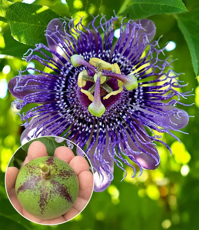 baldur-garten-winterharte-passionsblume-cooltropics-eia-popeia-kletterpflanze image 1