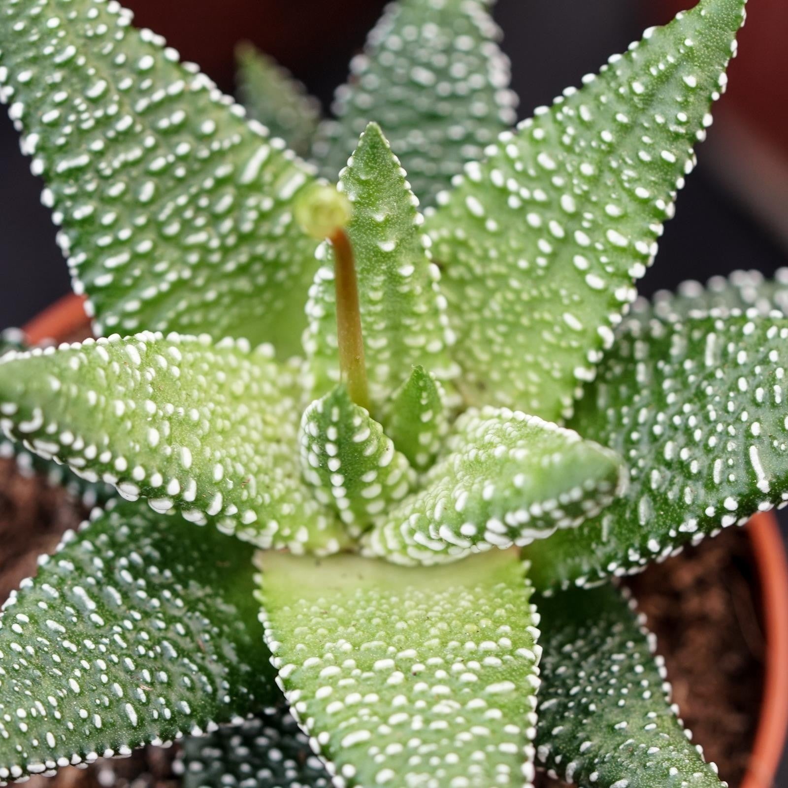 pasiora-haworthia-eon-5-5cm-mini-sukkulente image 2