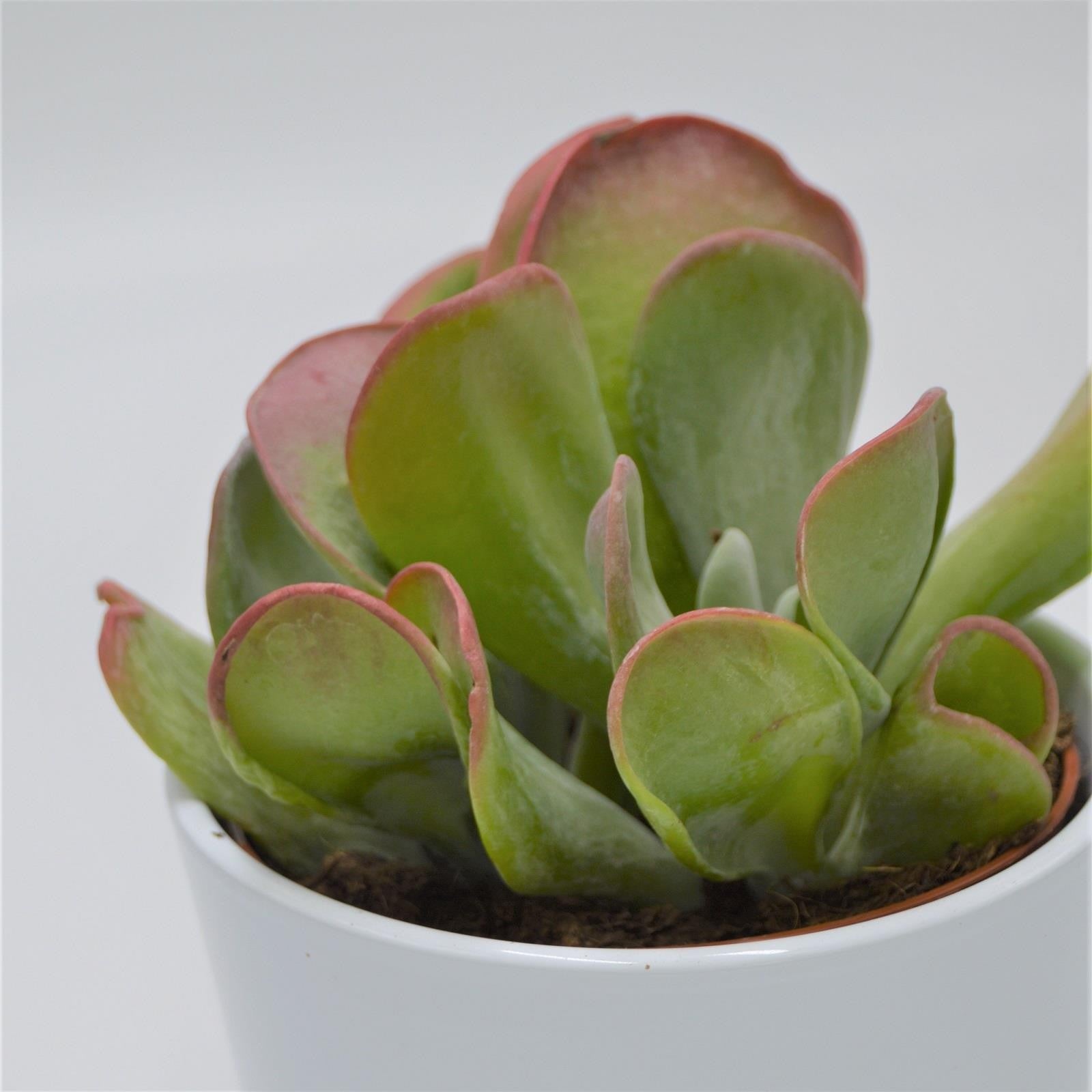 pasiora-kalanchoe-lady-finger-12cm image 1