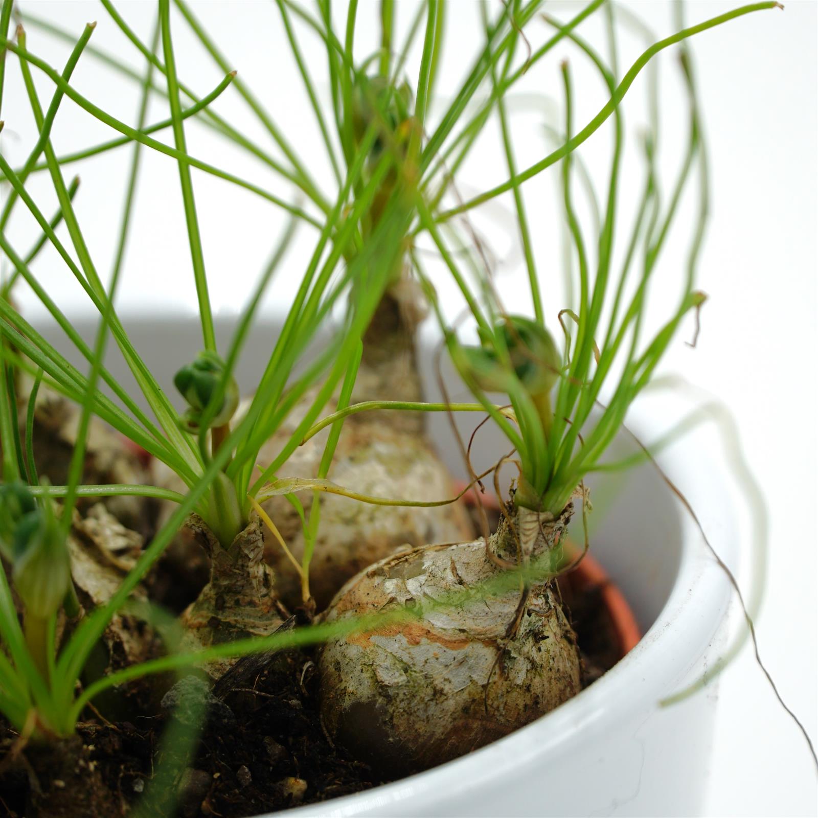 pasiora-albuca-humilis-spec-cradock-hil-sukkulente-10-5cm image 3