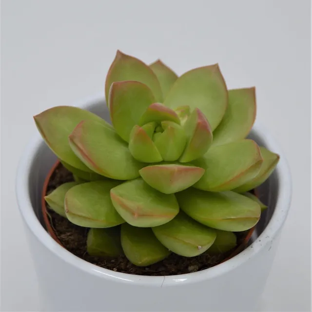 pasiora-sedum-adolphii-sukkulente-8-5cm-topf image 1