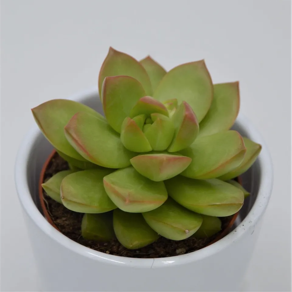 pasiora-sedum-adolphii-sukkulente-8-5cm-topf image 1
