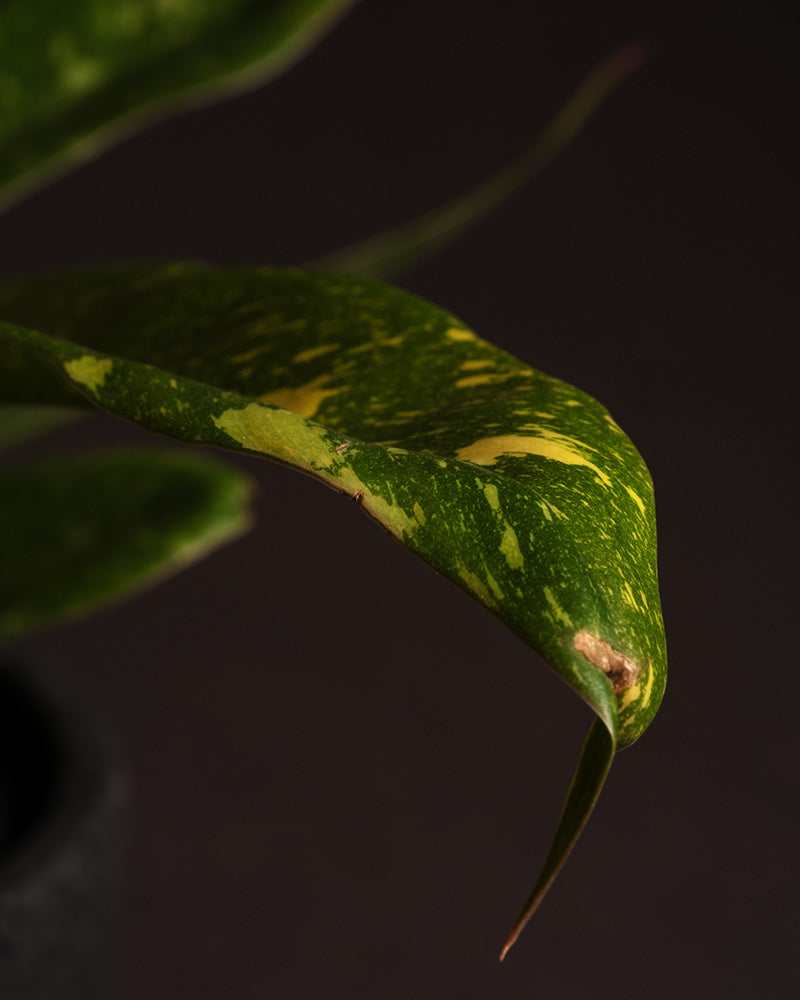 feey-philodendron-ring-of-fire-rarit-t-20-30-cm-topf-13-cm image 6