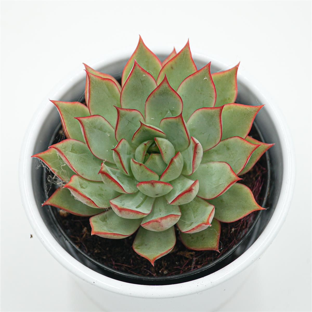 pasiora-echeveria-yeon-deung-sukkulente-9cm image 2