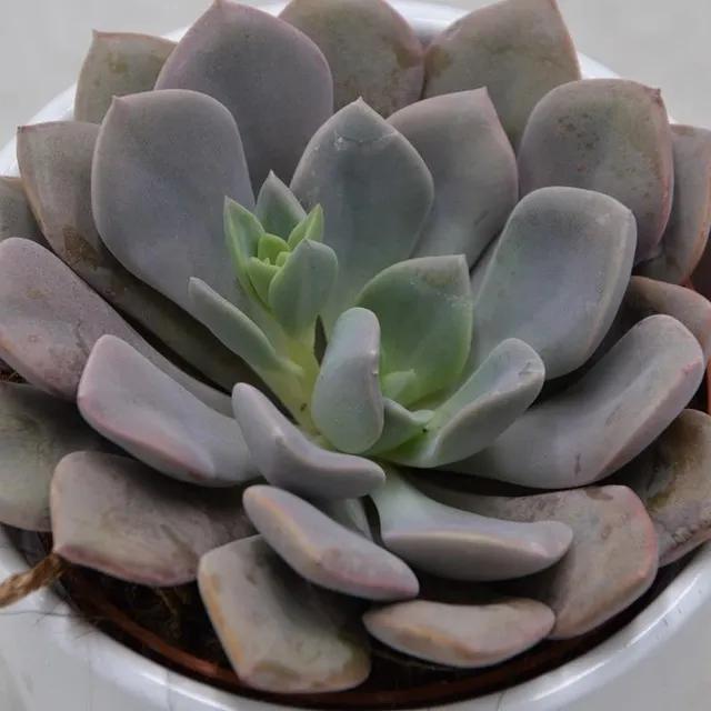 pasiora-x-graptoveria-debbie-sukkulente-8-5cm-topf image 1