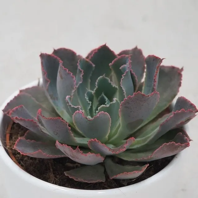 pasiora-echeveria-neon-breaker-sukkulente-10-5-cm image 1
