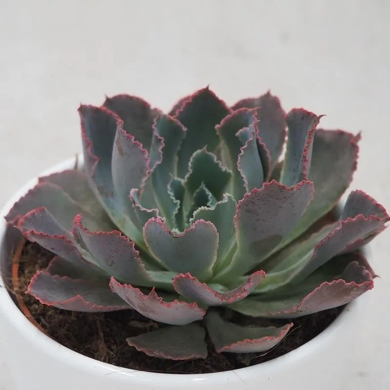 pasiora-echeveria-neon-breaker-sukkulente-10-5-cm image 1
