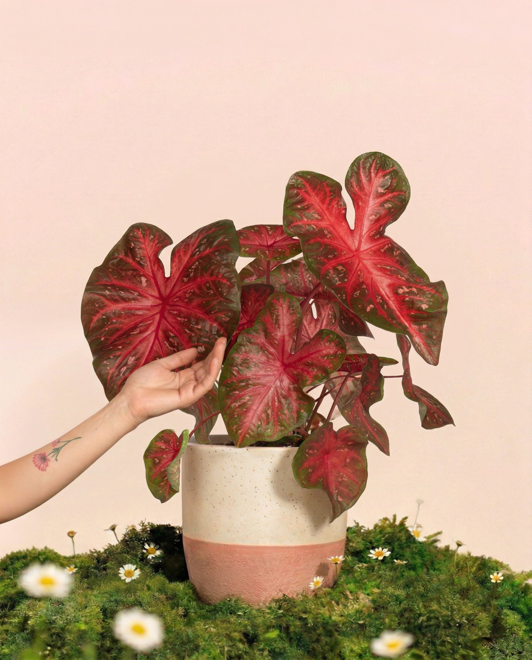 feey-caladium-red-flash-zimmerpflanze image 1
