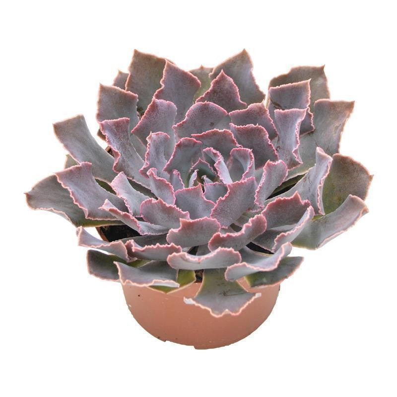 pasiora-echeveria-shaviana-pink-frills-sukkulente-10-5cm-topf image 3