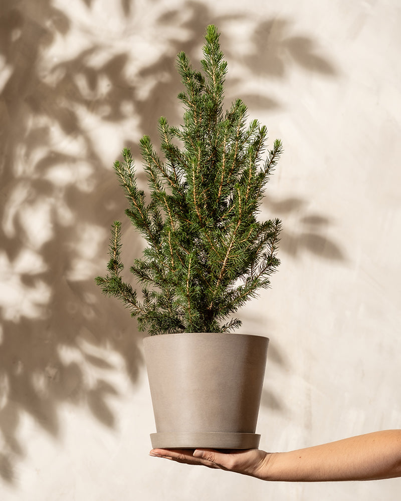 feey-tannenbaum-zuckerhutfichte-picea-glauca-december-im-topf image 4