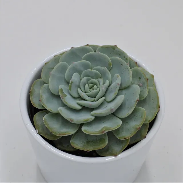 pasiora-echeveria-mont-blanc-sukkulente-im-9cm-topf image 1