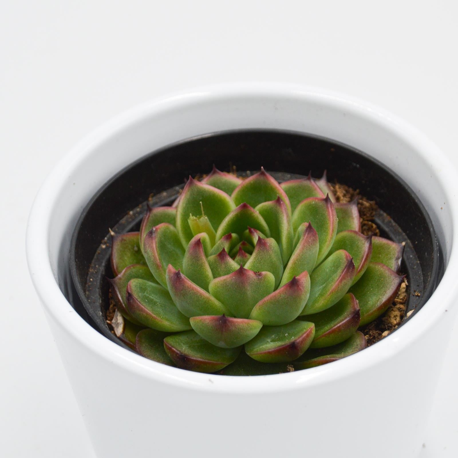 pasiora-echeveria-moon-stone-9cm image 2