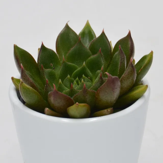 pasiora-echeveria-setorum-victor-sukkulente-6cm-topf image 1