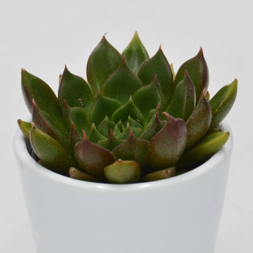 pasiora-echeveria-setorum-victor-sukkulente-6cm-topf image 1