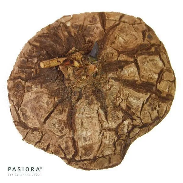 pasiora-dioscorea-mexicana-caudex-pflanze-4-7-cm image 1