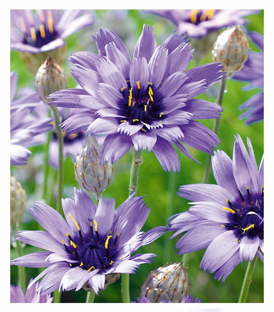 baldur-garten-3x-blaue-rasselblume-catananche-im-9x9-cm-topf image 1
