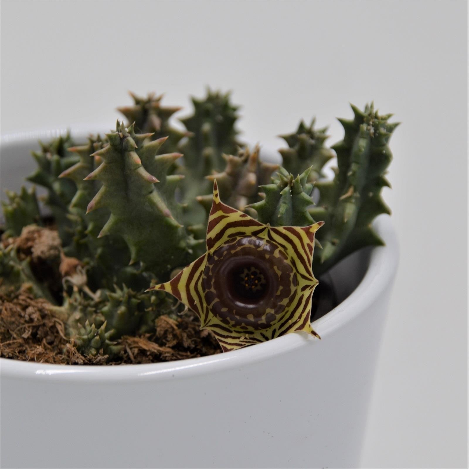 pasiora-huernia-confusa-aasblume-sukkulente-8-cm-topf image 7