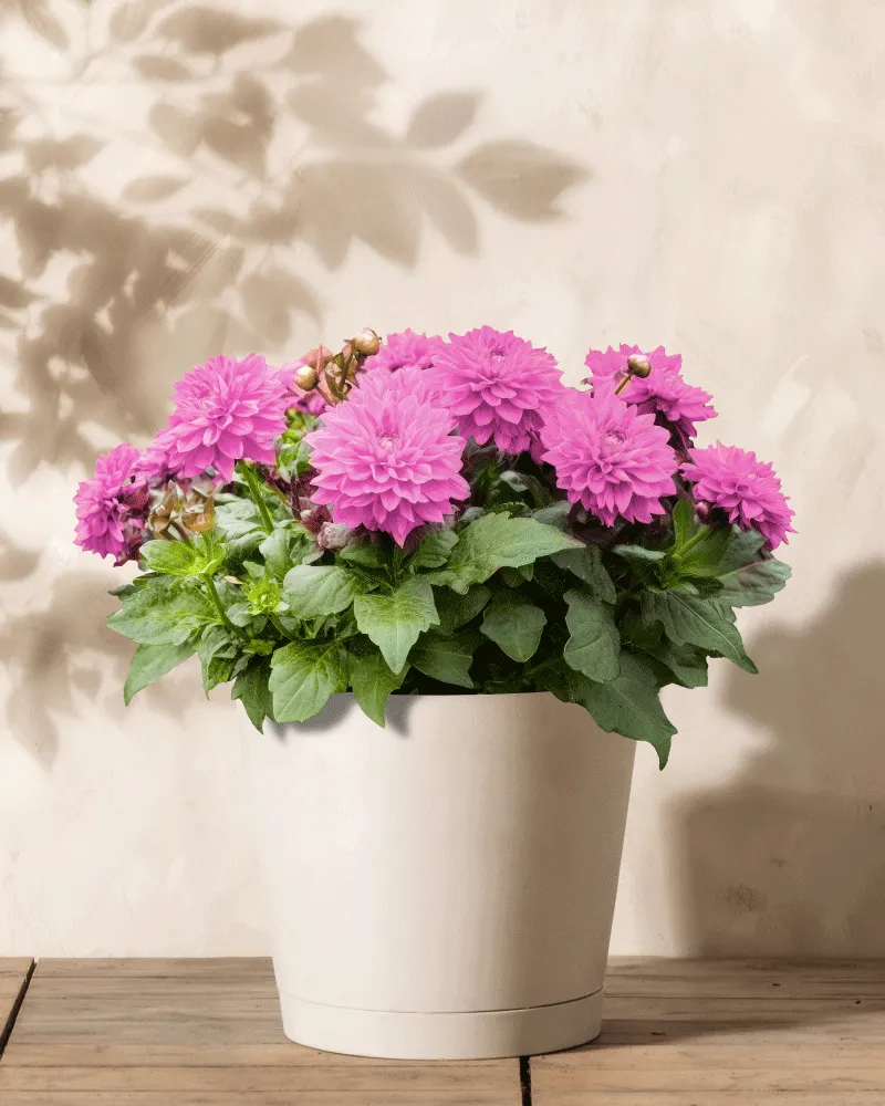 feey-dahlien-pink-lavender-perfection-knollen image 1