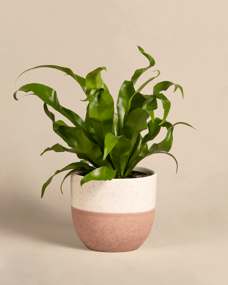 feey-kleiner-nestfarn-asplenium-nidus-zimmerpflanze image 5