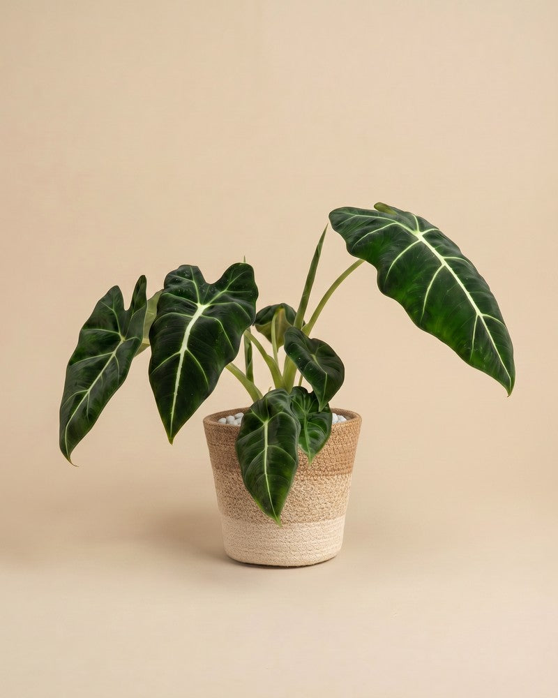 feey-alocasia-frydek-zimmerpflanze image 8