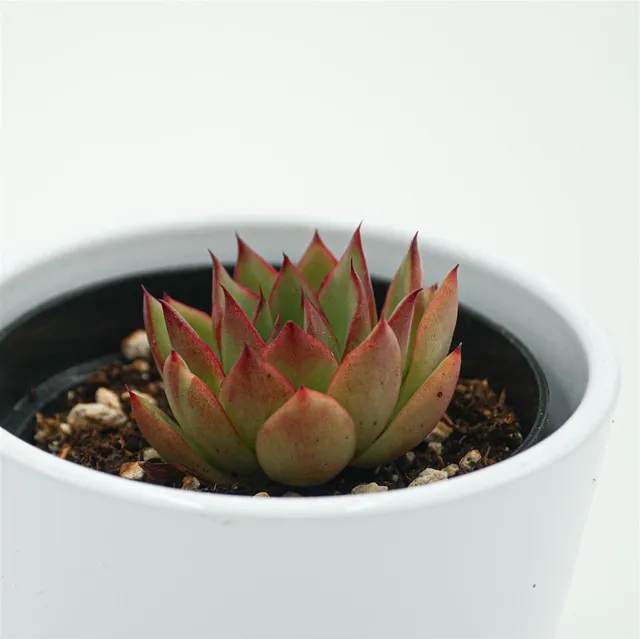 pasiora-echeveria-giselle-sukkulente-9cm image 1