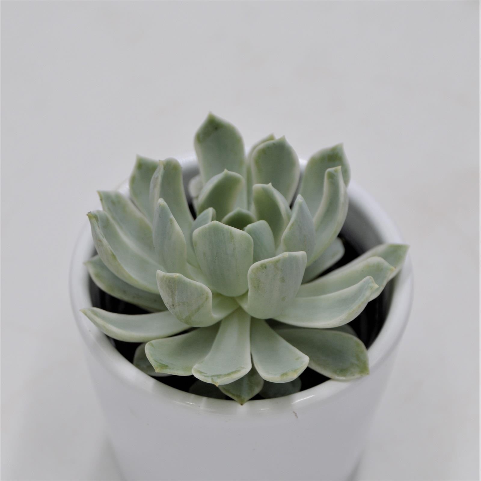 pasiora-echeveria-royal-chrysanthemum-f-variegata-6cm image 1