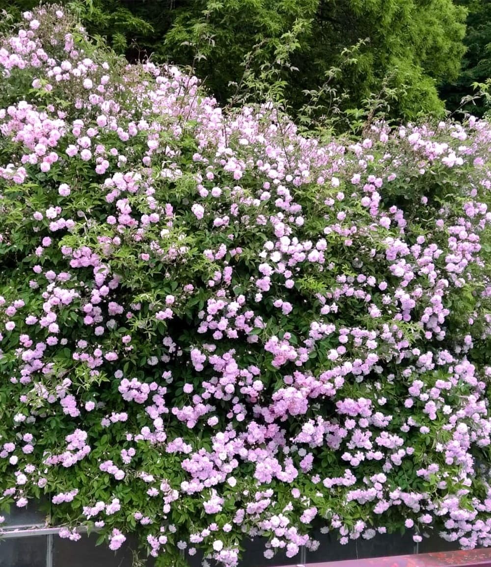 baldur-garten-rambler-rose-paul-s-himalayan-musk-rambler image 2