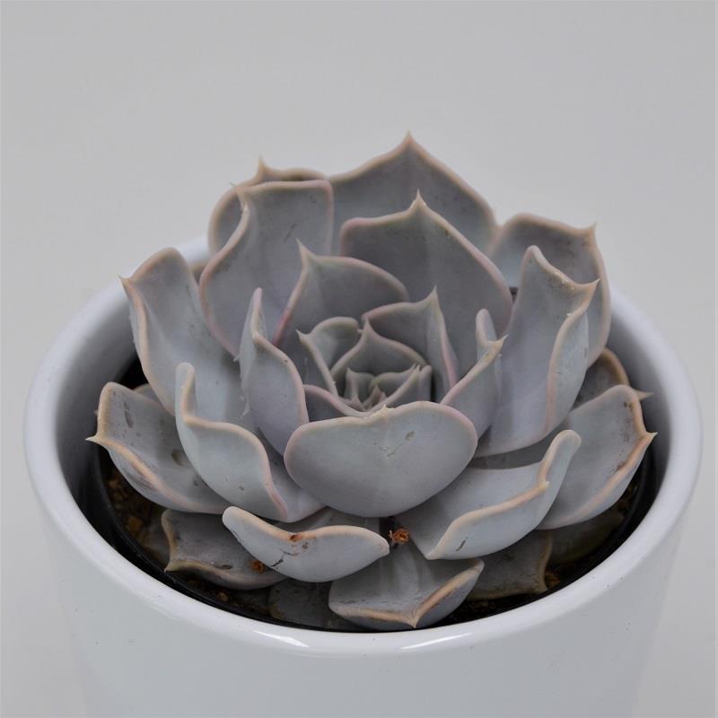 pasiora-echeveria-lilacina-sukkulente-im-9cm-topf image 1