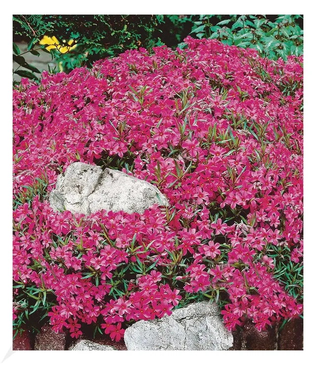 baldur-garten-roter-teppich-phlox-3x-stauden-im-9x9-cm-topf image 1
