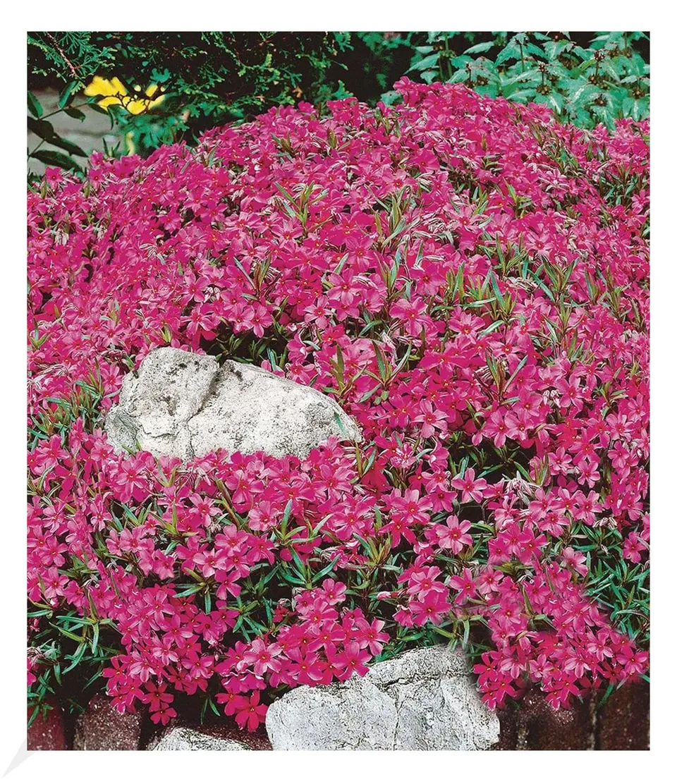 baldur-garten-roter-teppich-phlox-3x-stauden-im-9x9-cm-topf image 1