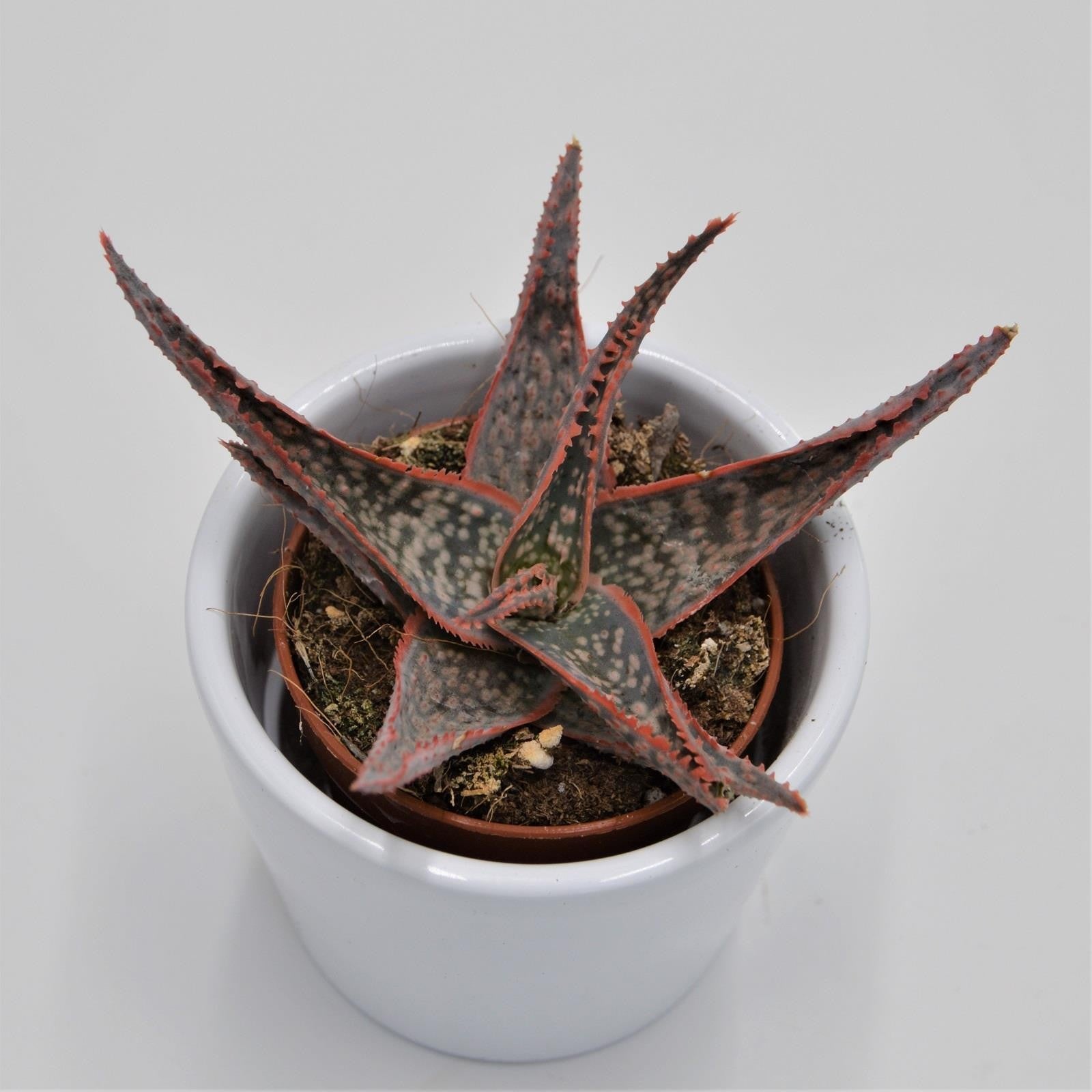 pasiora-aloe-red-shade-sukkulente-6cm-topf image 4