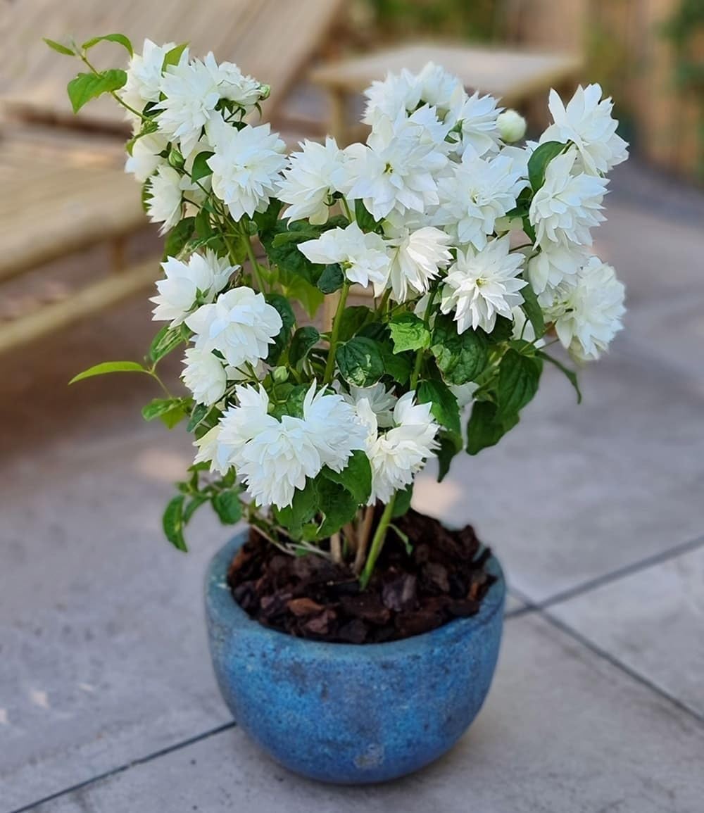 baldur-garten-duftender-gartenjasmin-pearls-of-perfume-im-9x9-cm-topf image 2