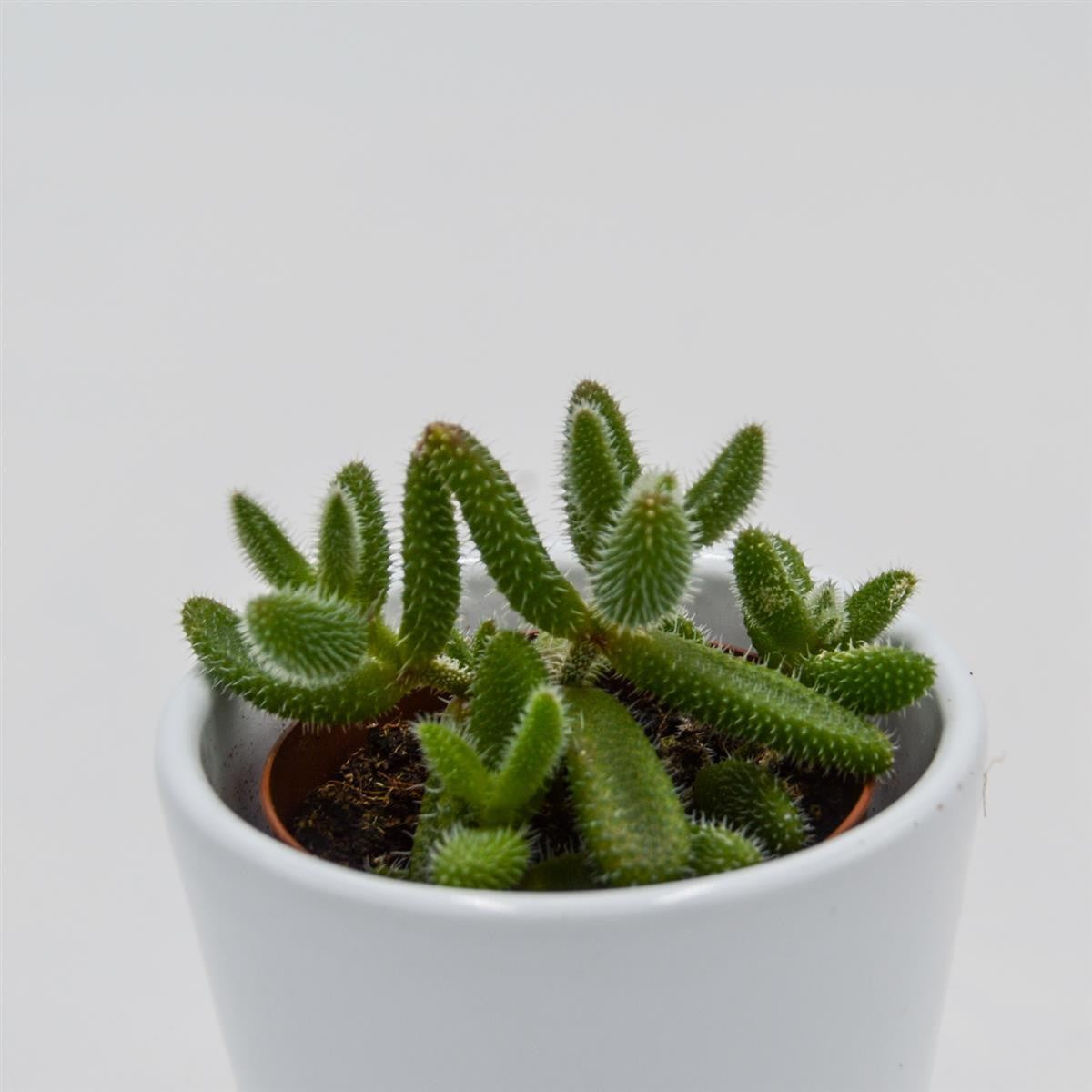 pasiora-delosperma-echinatum-5-5cm-mini-sukkulente image 2