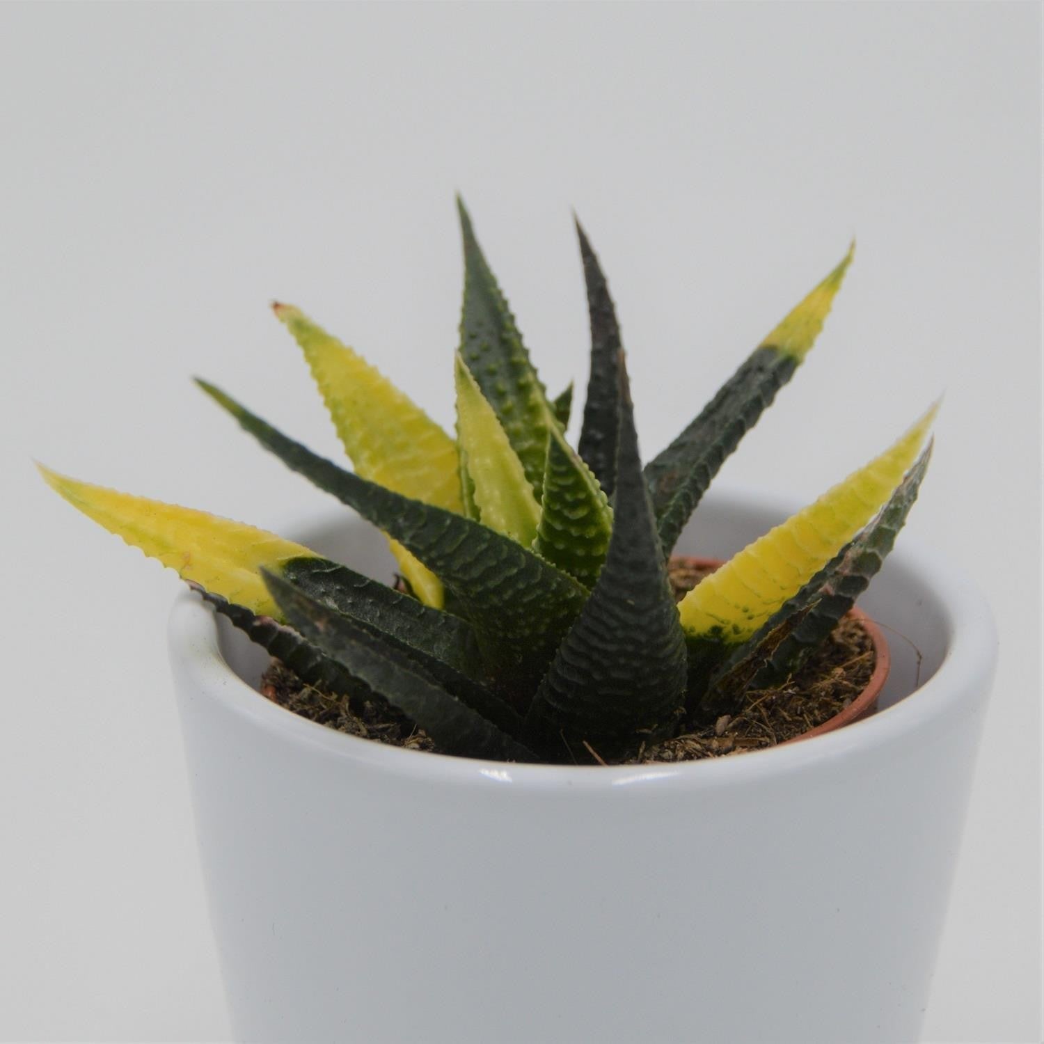pasiora-haworthia-limifolia-variegata-sukkulente-5-5-cm image 1
