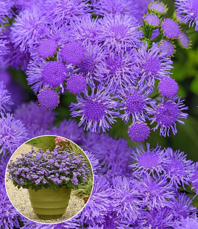 baldur-garten-ageratum-monarch-magic-2x-sommerblume-im-10-5-cm-topf image 1