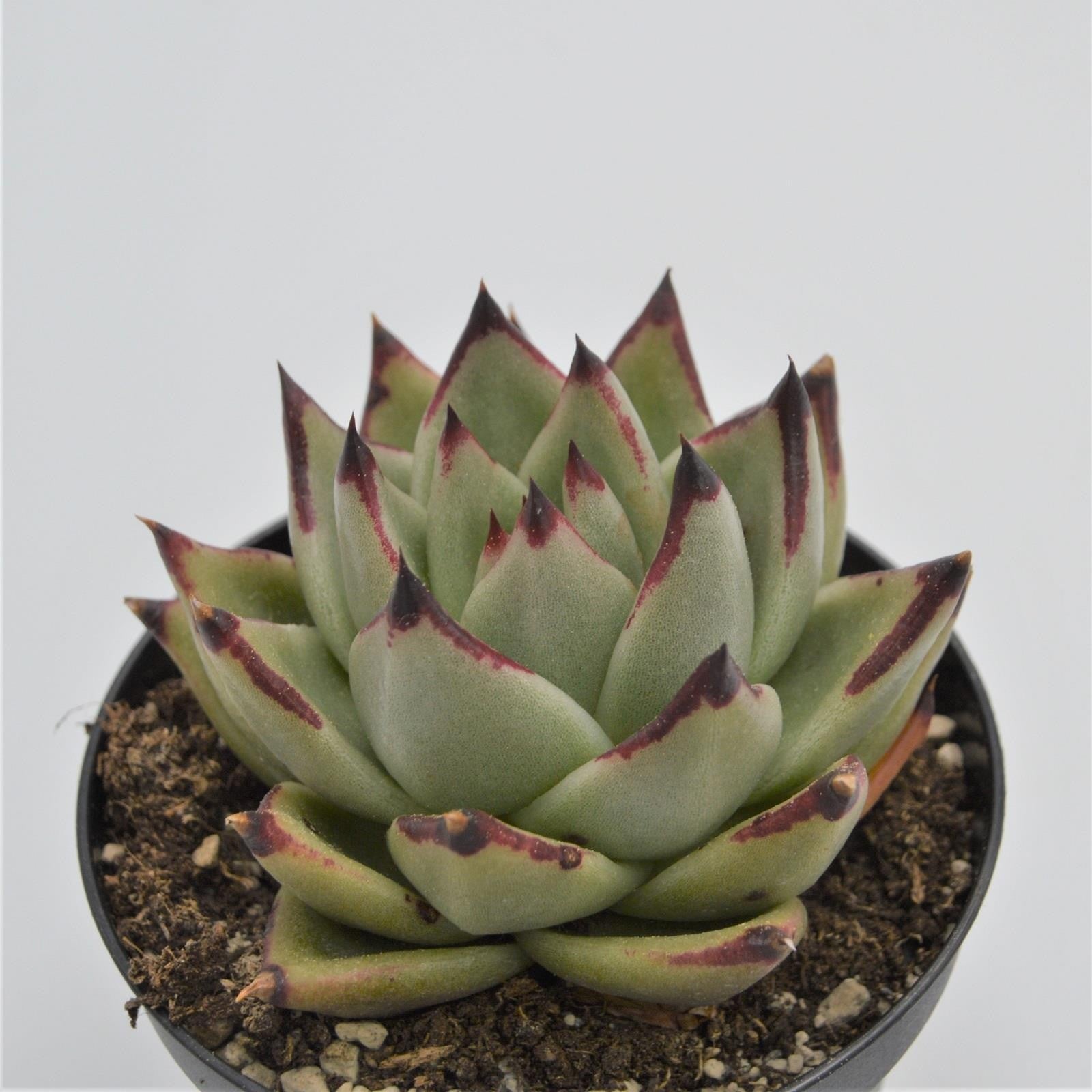 pasiora-echeveria-agavoides-ebony-echeverie-8-5cm-topf image 3