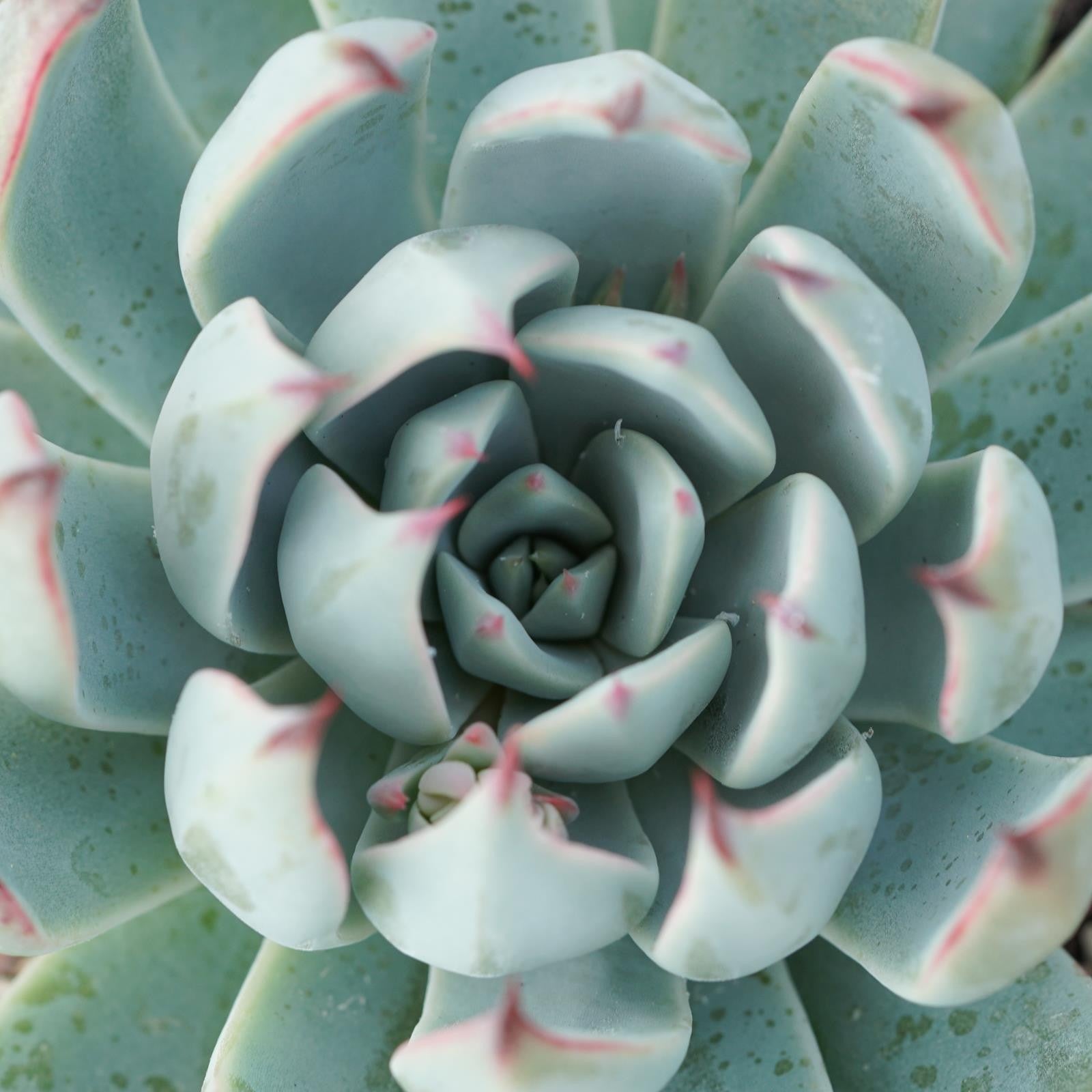 pasiora-echeveria-subalpina-sukkulente-9cm-topf image 3