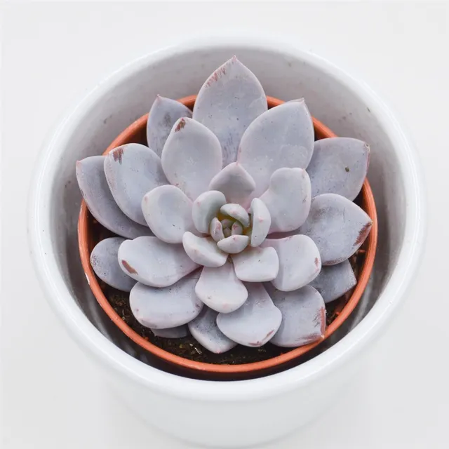 pasiora-x-graptoveria-lulu-sukkulente-5-5cm image 1