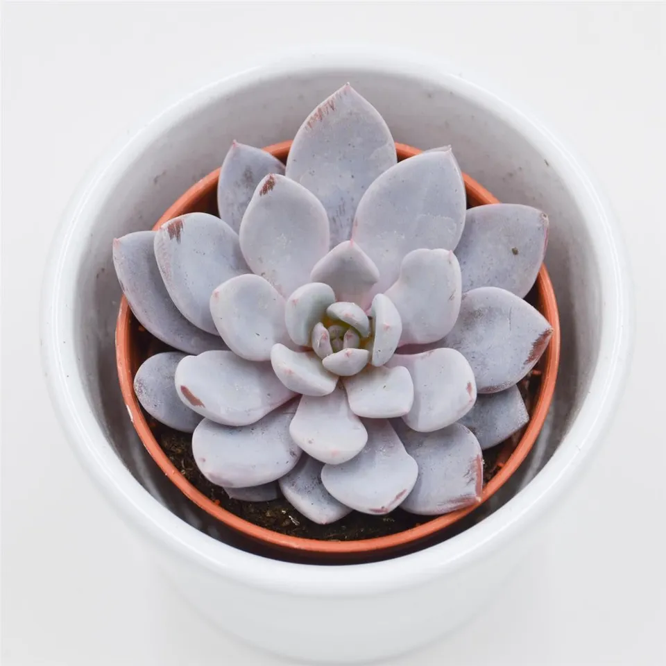 pasiora-x-graptoveria-lulu-sukkulente-5-5cm image 1