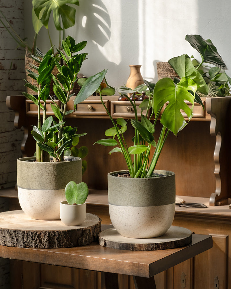 feey-trio-infernale-pflanzenset-monstera-deliciosa-gl-cksfeder-herzblatt image 2