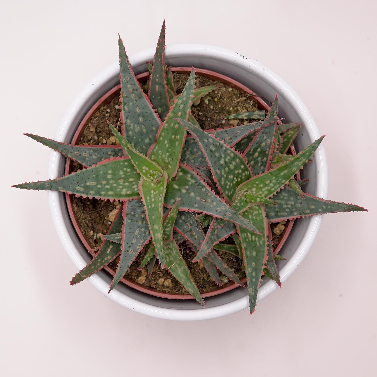 pasiora-aloe-red-shade-sukkulente-10-5cm-topf-rot-lila-rosette image 2