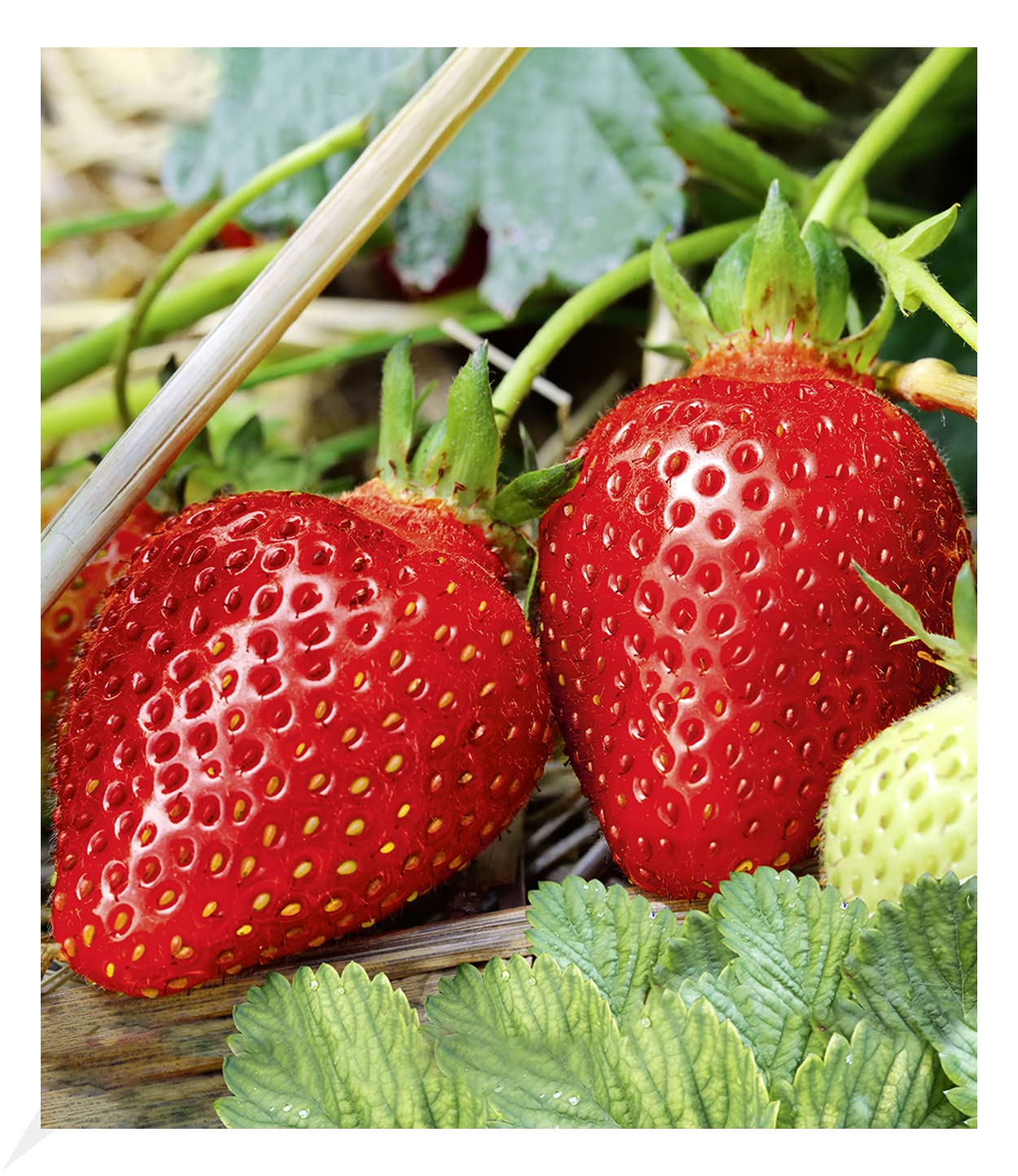 baldur-garten-immertragende-erdbeere-albion-3x-pflanzen-im-7x7-cm-topf image 1