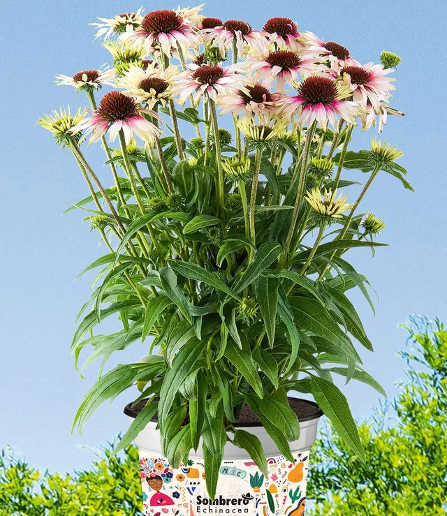 baldur-garten-echinacea-sombrero-white-purple-1-pflanze-im-9x9-cm-topf image 1