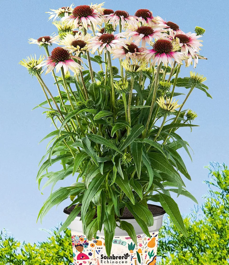 baldur-garten-echinacea-sombrero-white-purple-1-pflanze-im-9x9-cm-topf image 1